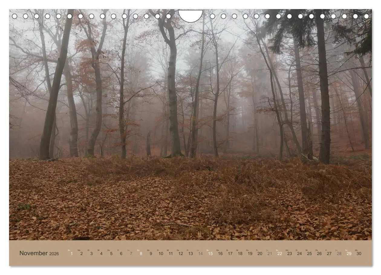 Bild: 9783516160871 | Unser Wald - Magische Sichten in norddeutsche Wälder (Wandkalender...