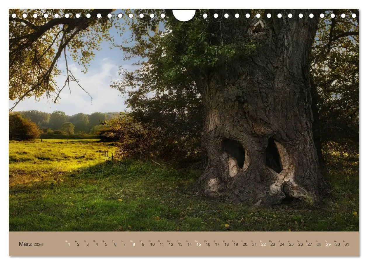 Bild: 9783516160871 | Unser Wald - Magische Sichten in norddeutsche Wälder (Wandkalender...