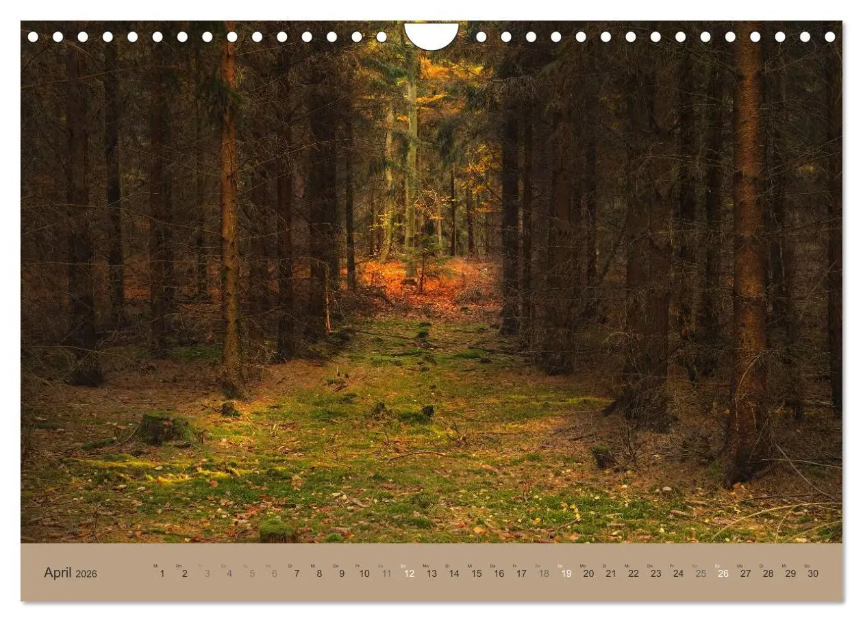 Bild: 9783516160871 | Unser Wald - Magische Sichten in norddeutsche Wälder (Wandkalender...
