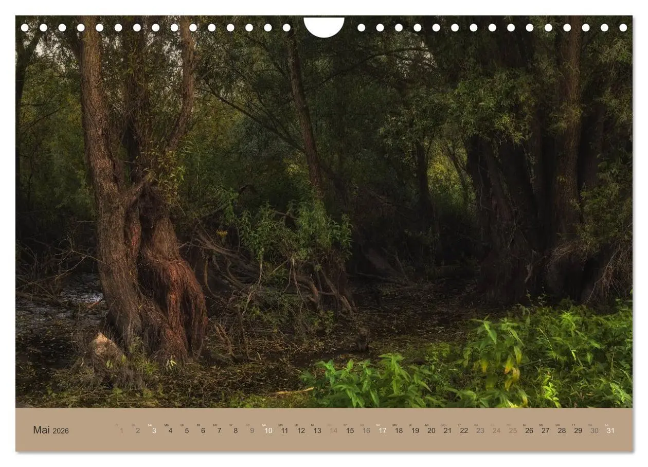 Bild: 9783516160871 | Unser Wald - Magische Sichten in norddeutsche Wälder (Wandkalender...