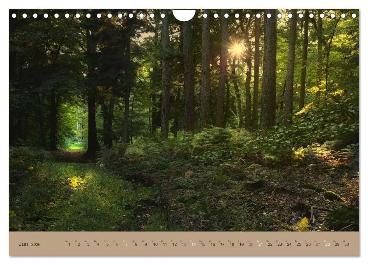Bild: 9783516160871 | Unser Wald - Magische Sichten in norddeutsche Wälder (Wandkalender...