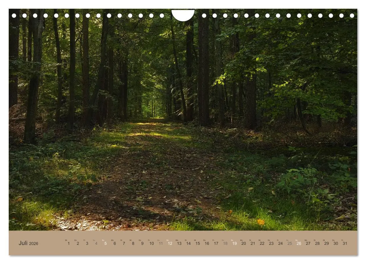 Bild: 9783516160871 | Unser Wald - Magische Sichten in norddeutsche Wälder (Wandkalender...