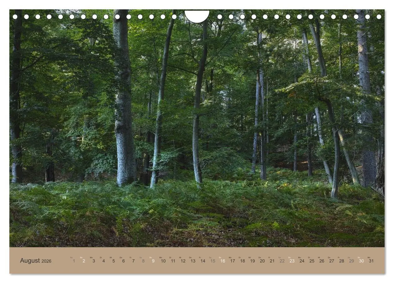 Bild: 9783516160871 | Unser Wald - Magische Sichten in norddeutsche Wälder (Wandkalender...