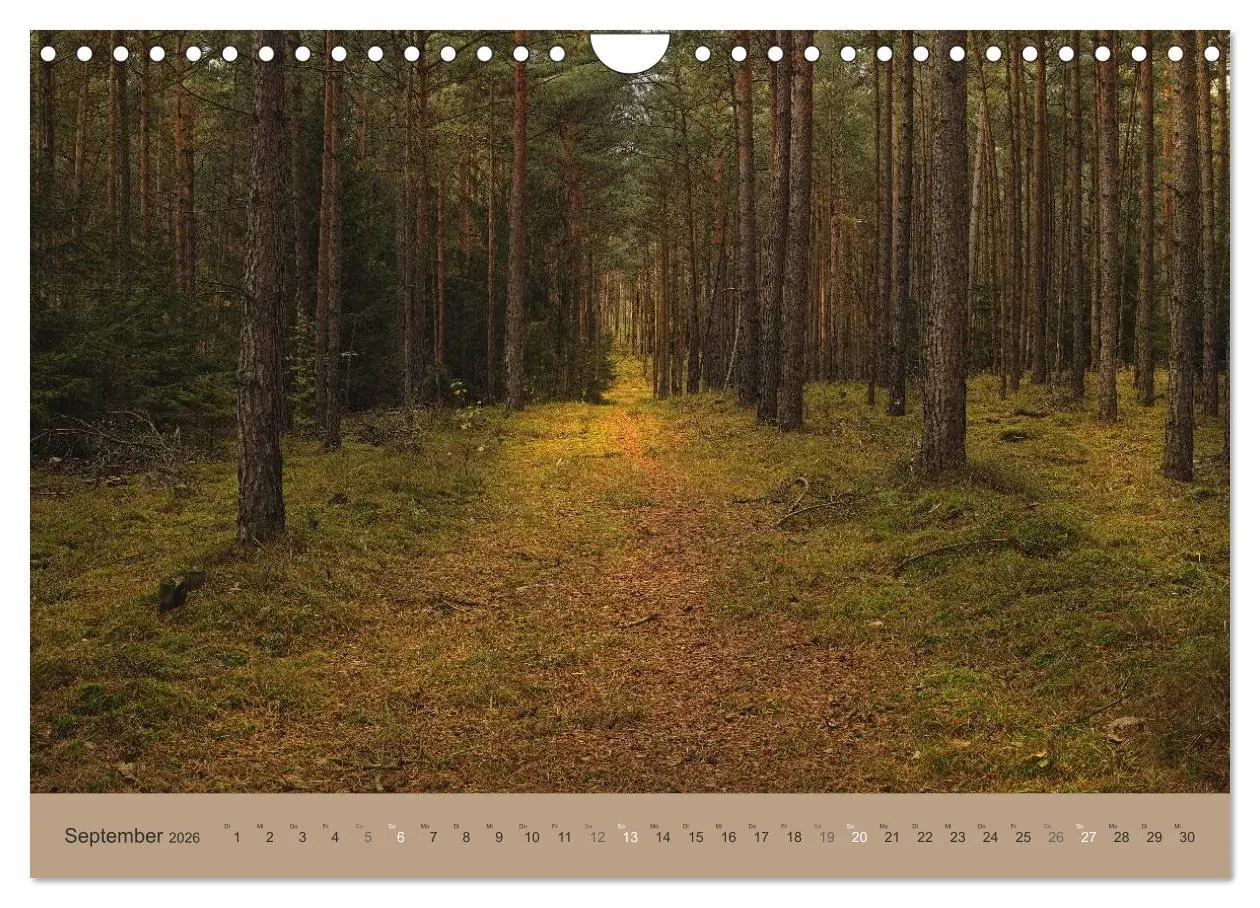 Bild: 9783516160871 | Unser Wald - Magische Sichten in norddeutsche Wälder (Wandkalender...