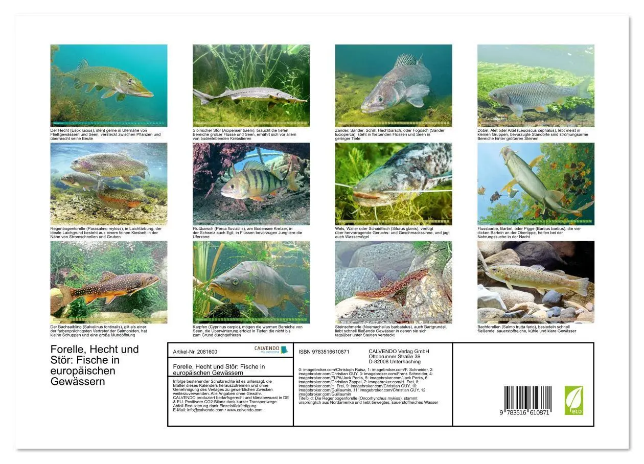 Bild: 9783516610871 | Forelle, Hecht und Stör: Fische in europäischen Gewässern...