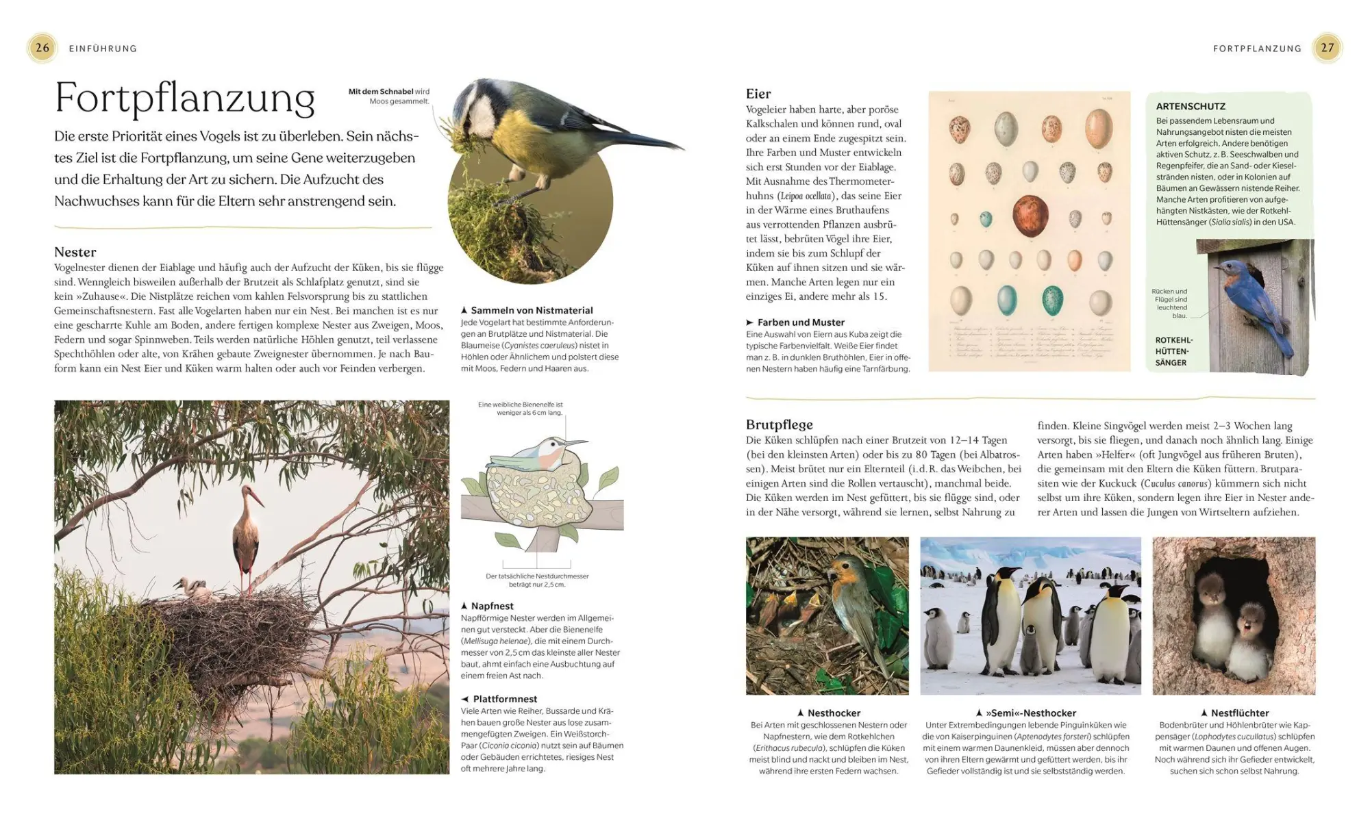 Bild: 9783831050871 | Vögel - Eine Natur- und Kulturgeschichte | Rob Hume | Buch | 320 S.