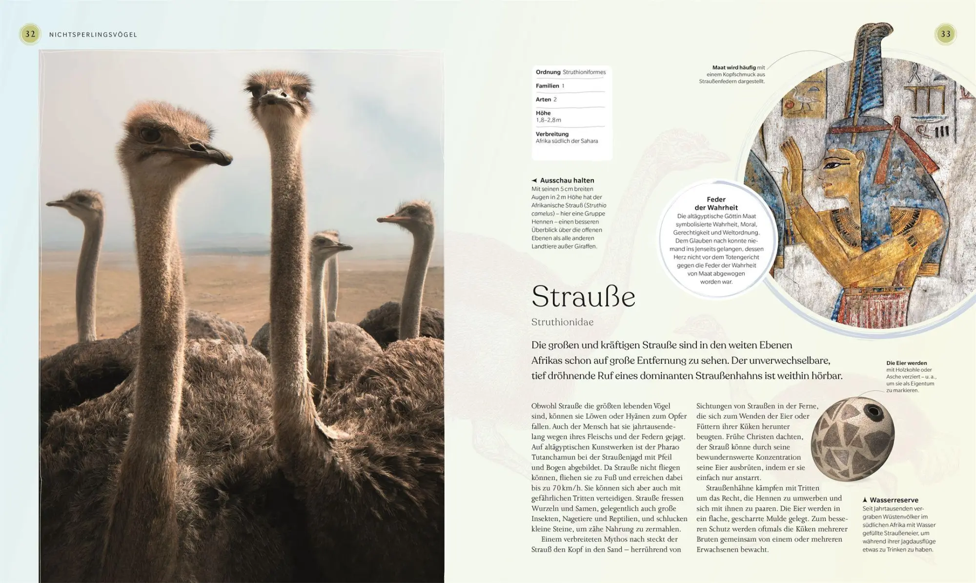 Bild: 9783831050871 | Vögel - Eine Natur- und Kulturgeschichte | Rob Hume | Buch | 320 S.