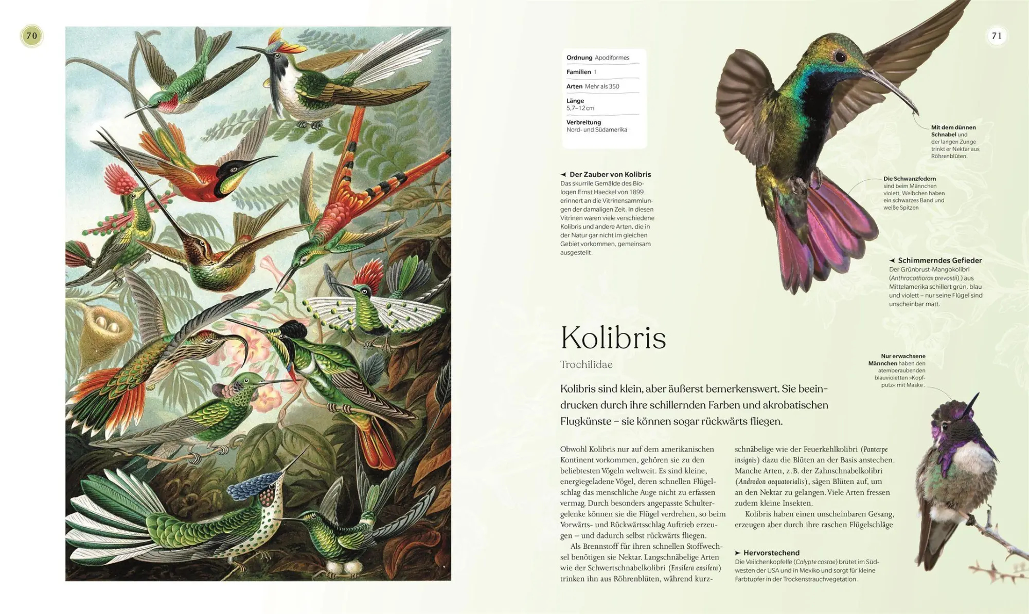 Bild: 9783831050871 | Vögel - Eine Natur- und Kulturgeschichte | Rob Hume | Buch | 320 S.