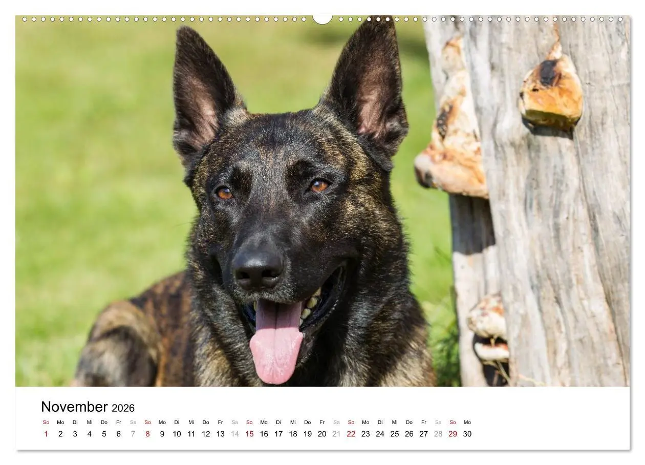 Bild: 9783516041071 | ausdrucksvolle Holländische Schäferhunde (hochwertiger Premium...