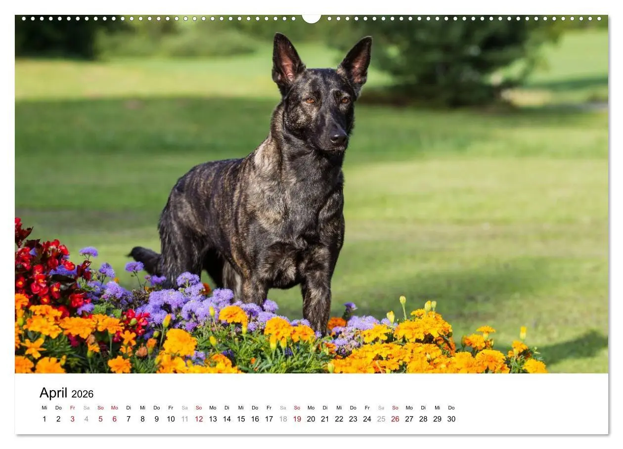 Bild: 9783516041071 | ausdrucksvolle Holländische Schäferhunde (hochwertiger Premium...