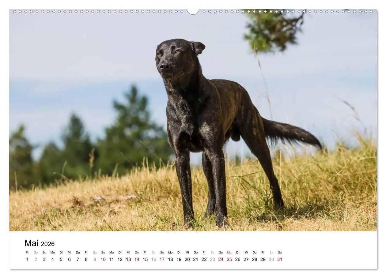 Bild: 9783516041071 | ausdrucksvolle Holländische Schäferhunde (hochwertiger Premium...