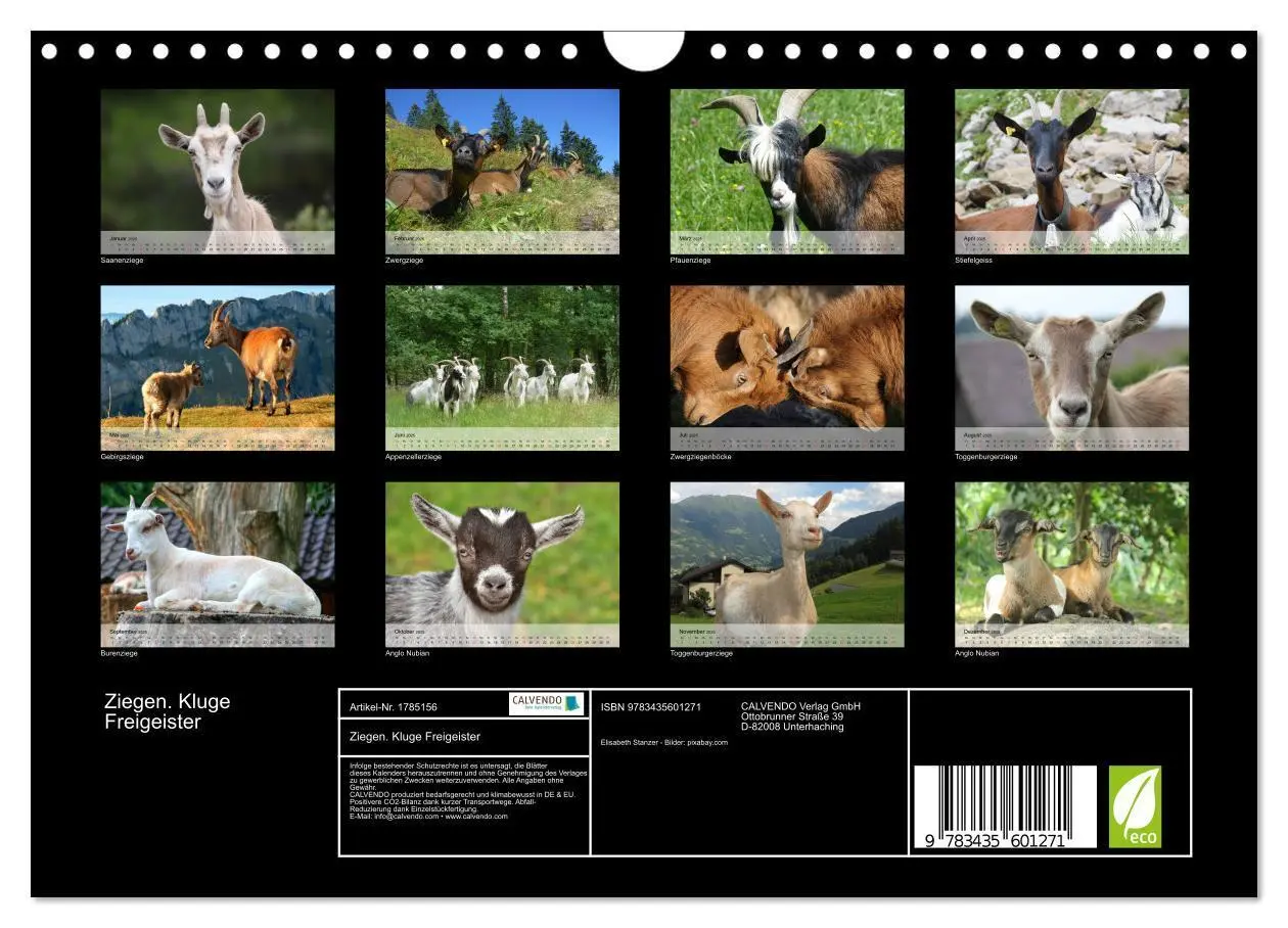 Bild: 9783435601271 | Ziegen. Kluge Freigeister (Wandkalender 2025 DIN A4 quer), CALVENDO...