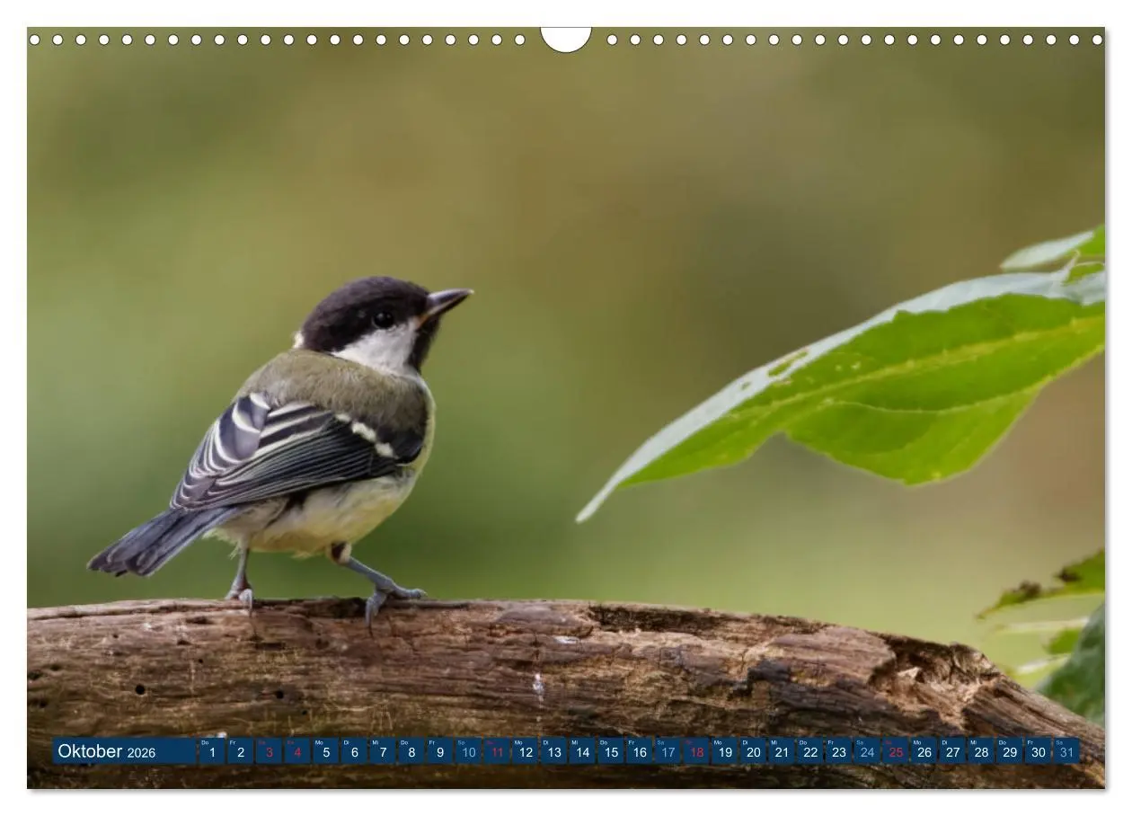 Bild: 9783457621271 | Kohlmeise - Fotografiert von Ostfriesenfotografie (Wandkalender...