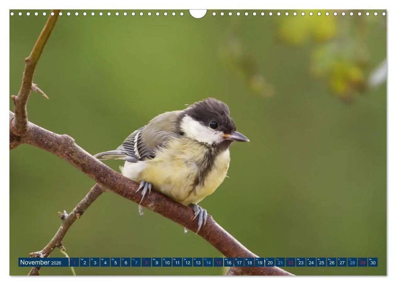 Bild: 9783457621271 | Kohlmeise - Fotografiert von Ostfriesenfotografie (Wandkalender...