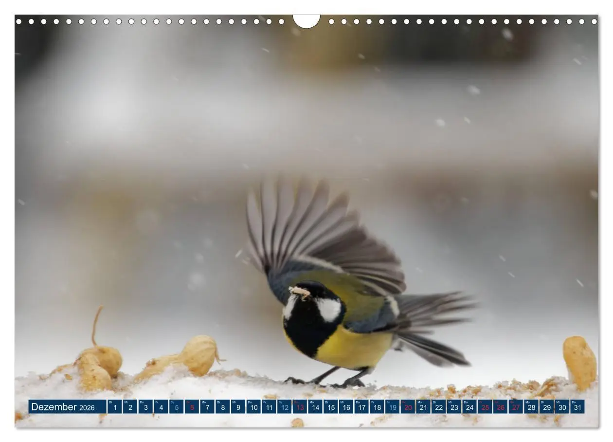 Bild: 9783457621271 | Kohlmeise - Fotografiert von Ostfriesenfotografie (Wandkalender...