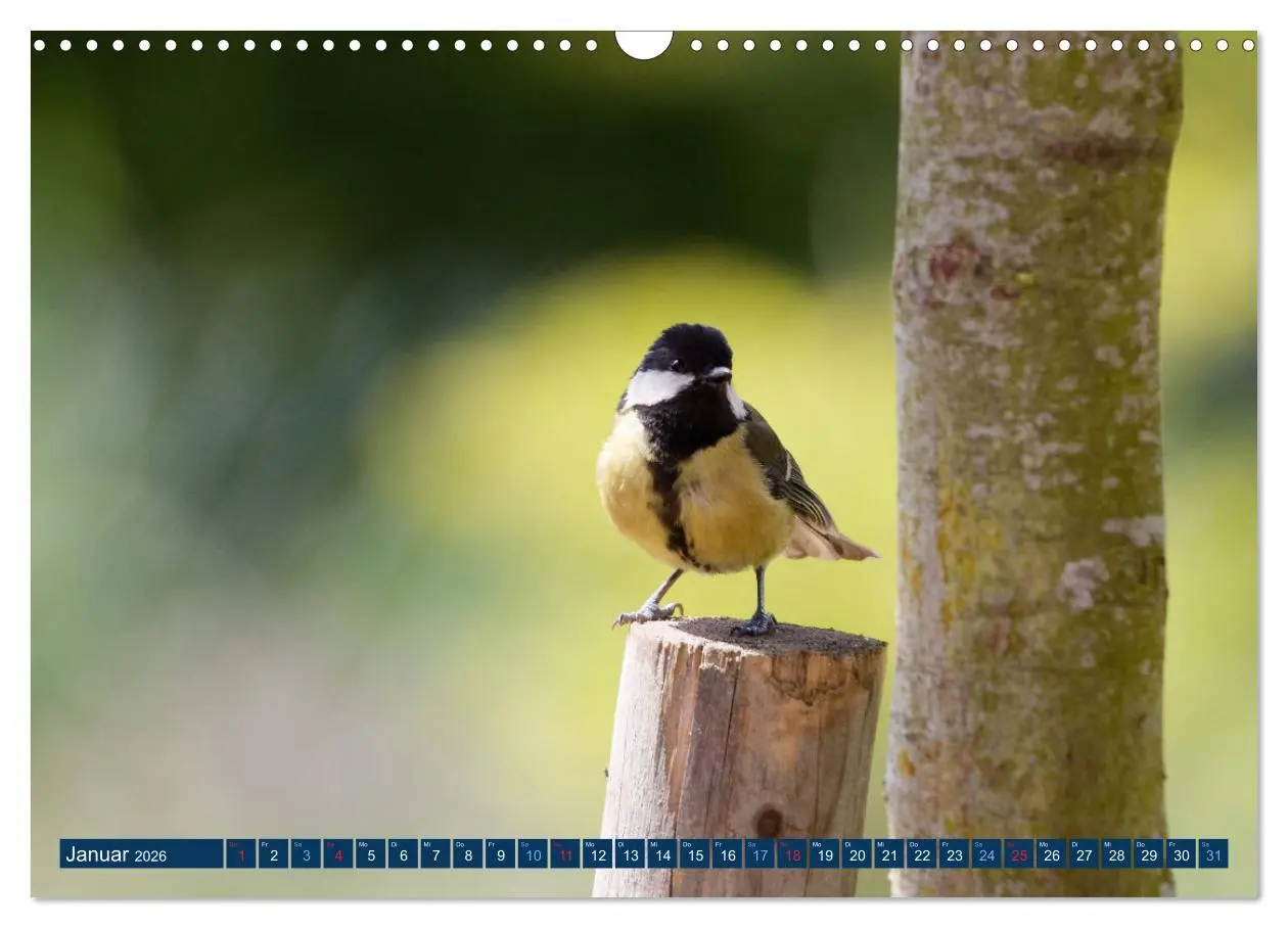 Bild: 9783457621271 | Kohlmeise - Fotografiert von Ostfriesenfotografie (Wandkalender...