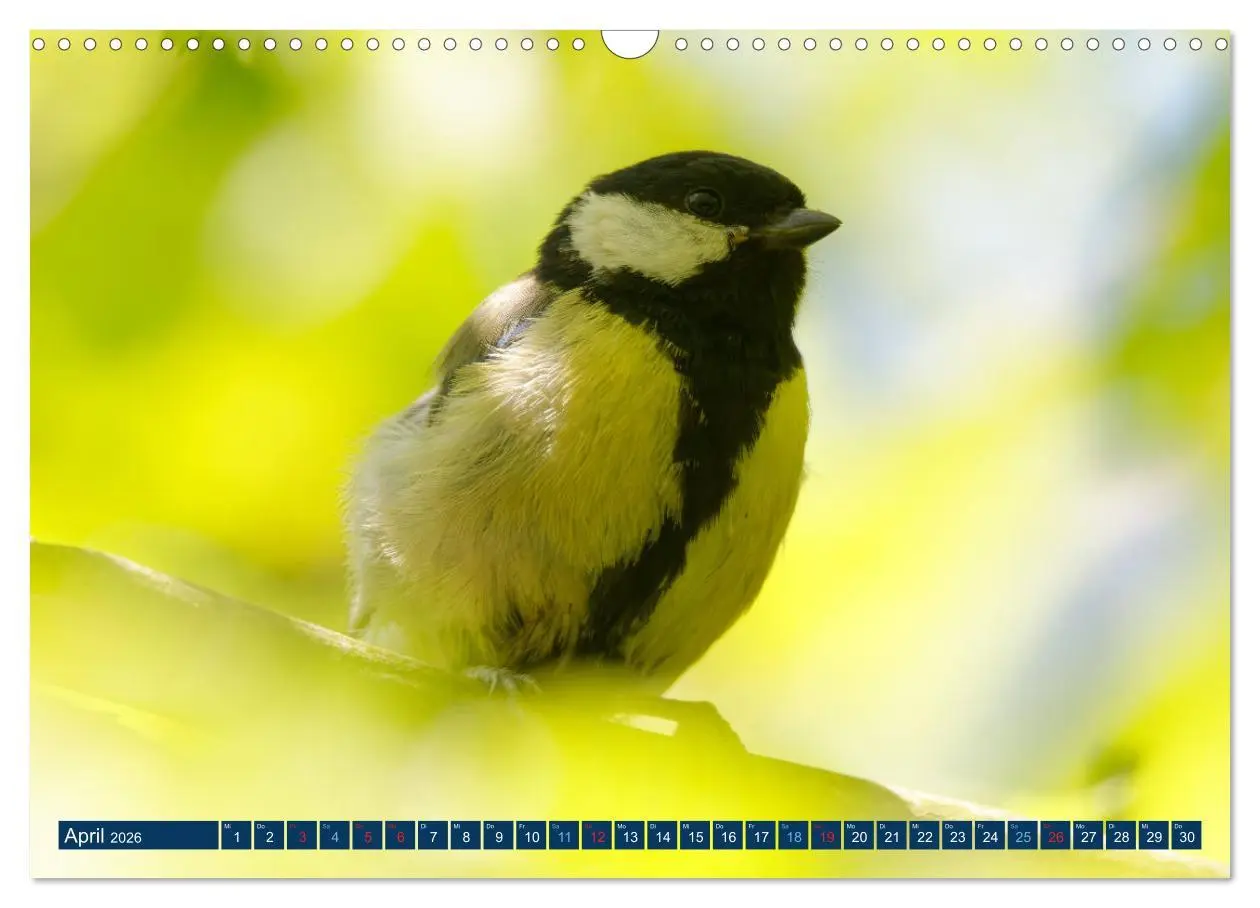 Bild: 9783457621271 | Kohlmeise - Fotografiert von Ostfriesenfotografie (Wandkalender...