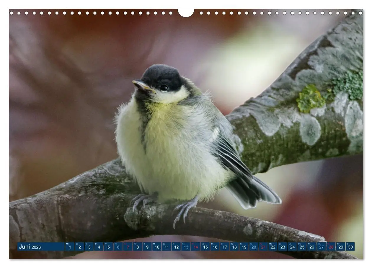 Bild: 9783457621271 | Kohlmeise - Fotografiert von Ostfriesenfotografie (Wandkalender...