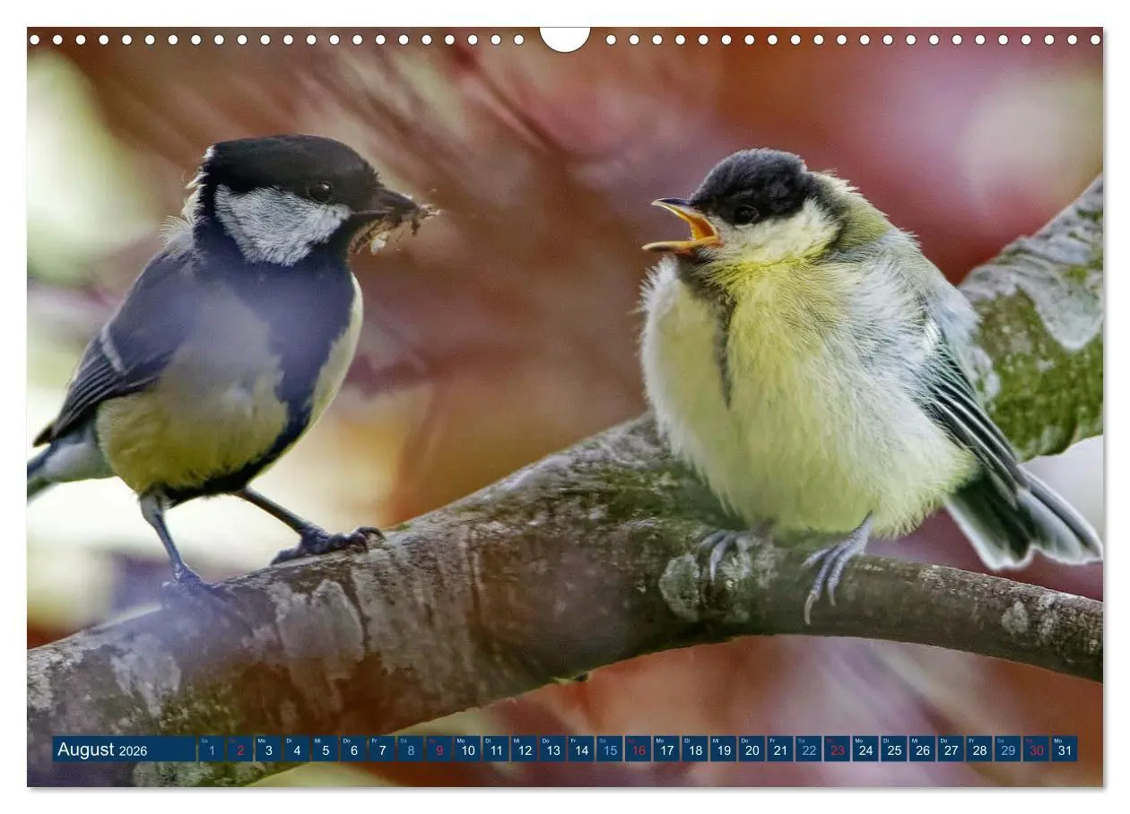 Bild: 9783457621271 | Kohlmeise - Fotografiert von Ostfriesenfotografie (Wandkalender...