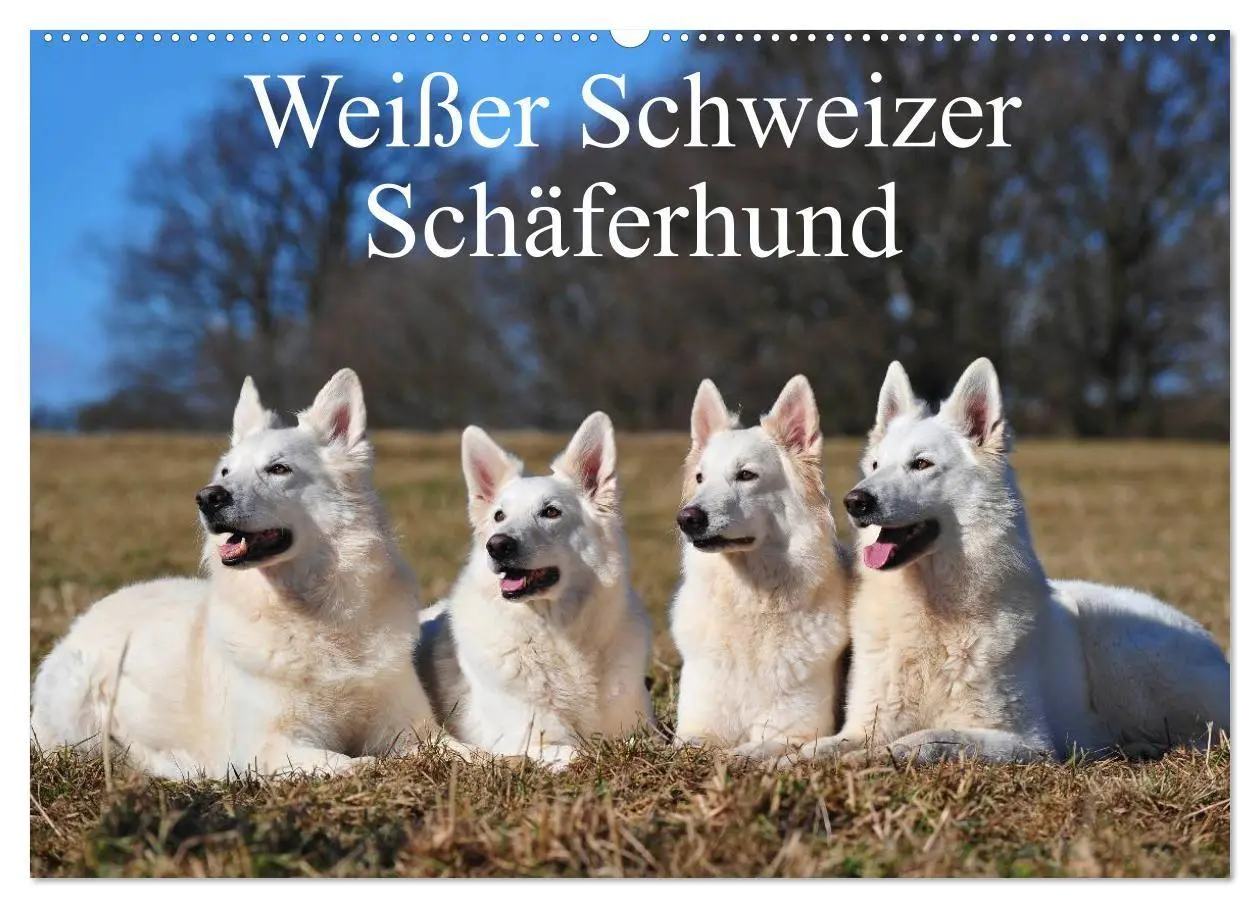 Cover: 9783594171271 | Weißer Schweizer Schäferhund (Wandkalender 2027 DIN A2 quer),...