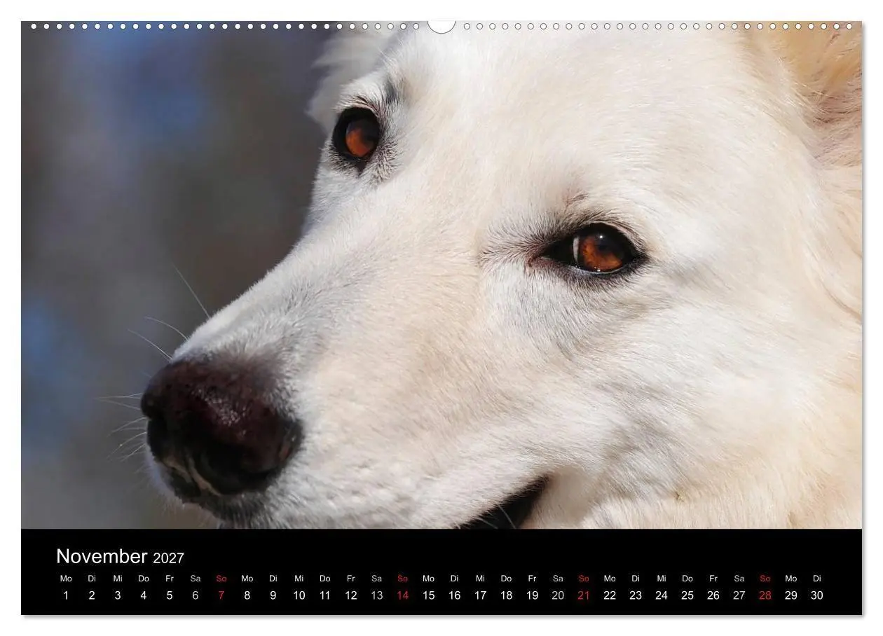 Bild: 9783594171271 | Weißer Schweizer Schäferhund (Wandkalender 2027 DIN A2 quer),...