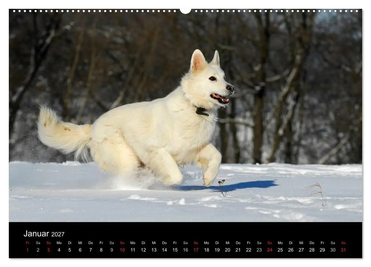 Bild: 9783594171271 | Weißer Schweizer Schäferhund (Wandkalender 2027 DIN A2 quer),...