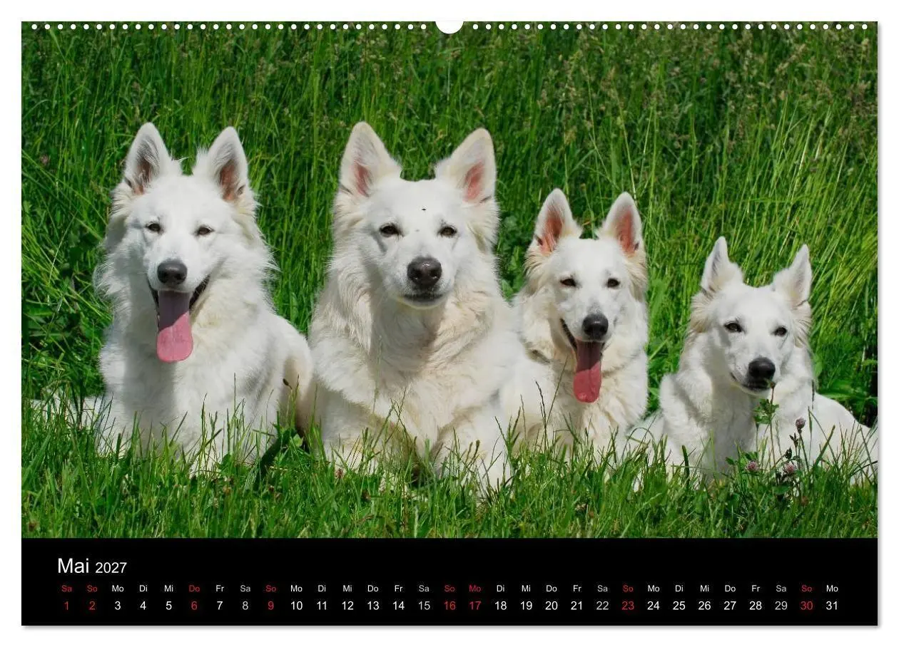 Bild: 9783594171271 | Weißer Schweizer Schäferhund (Wandkalender 2027 DIN A2 quer),...