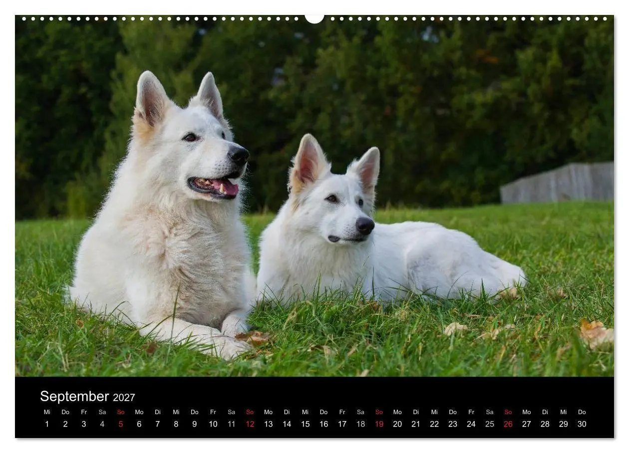 Bild: 9783594171271 | Weißer Schweizer Schäferhund (Wandkalender 2027 DIN A2 quer),...