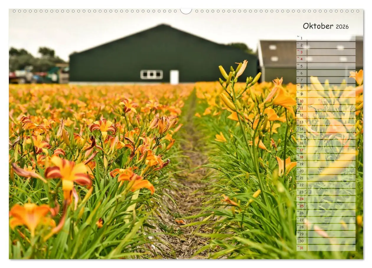 Bild: 9783457851371 | Ein Sommer auf Texel (Wandkalender 2026 DIN A2 quer), CALVENDO...
