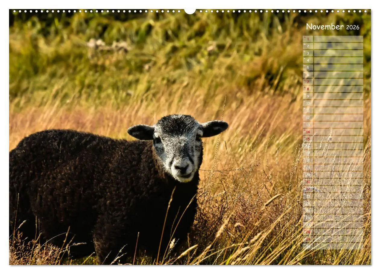 Bild: 9783457851371 | Ein Sommer auf Texel (Wandkalender 2026 DIN A2 quer), CALVENDO...