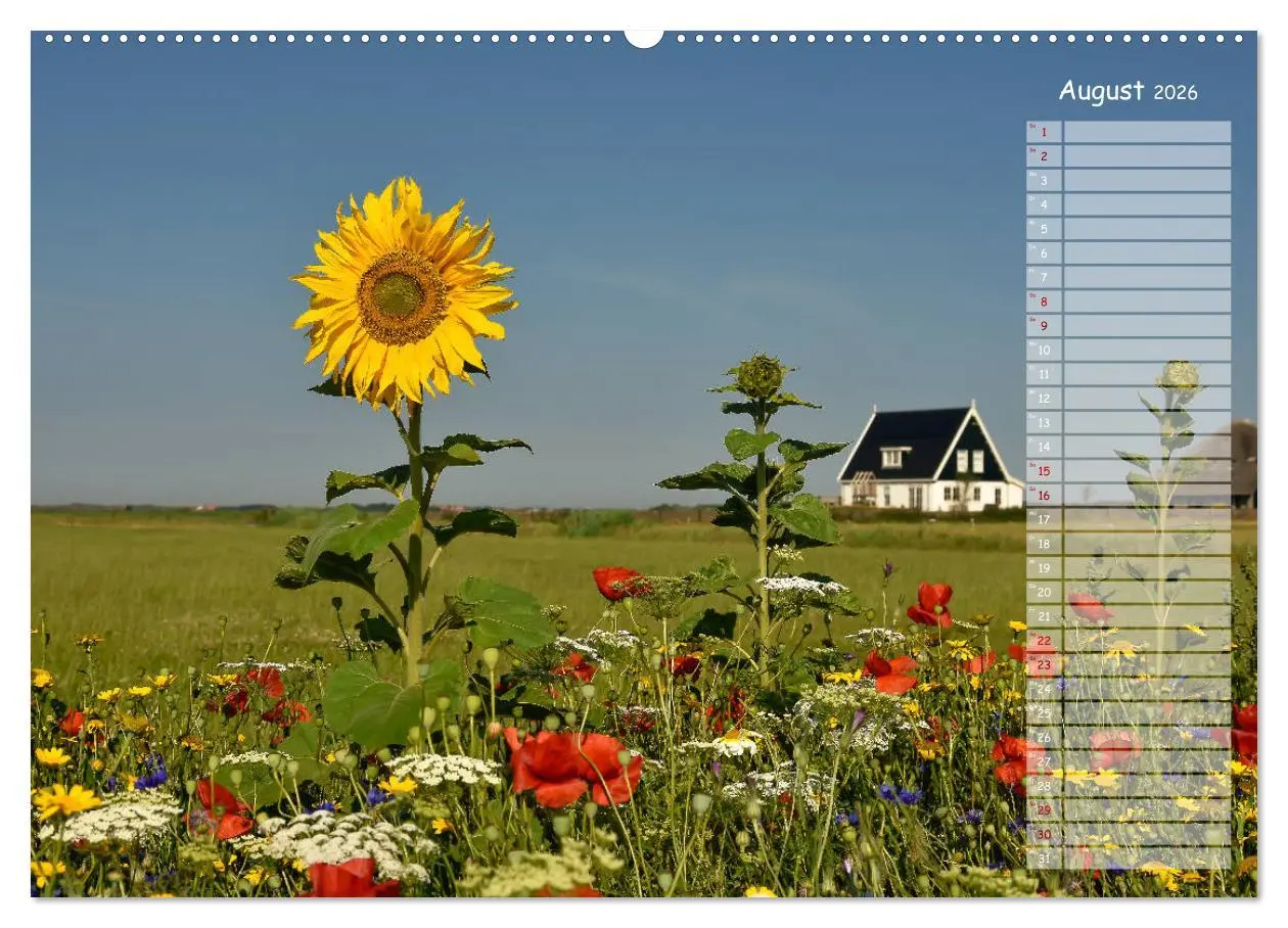Bild: 9783457851371 | Ein Sommer auf Texel (Wandkalender 2026 DIN A2 quer), CALVENDO...