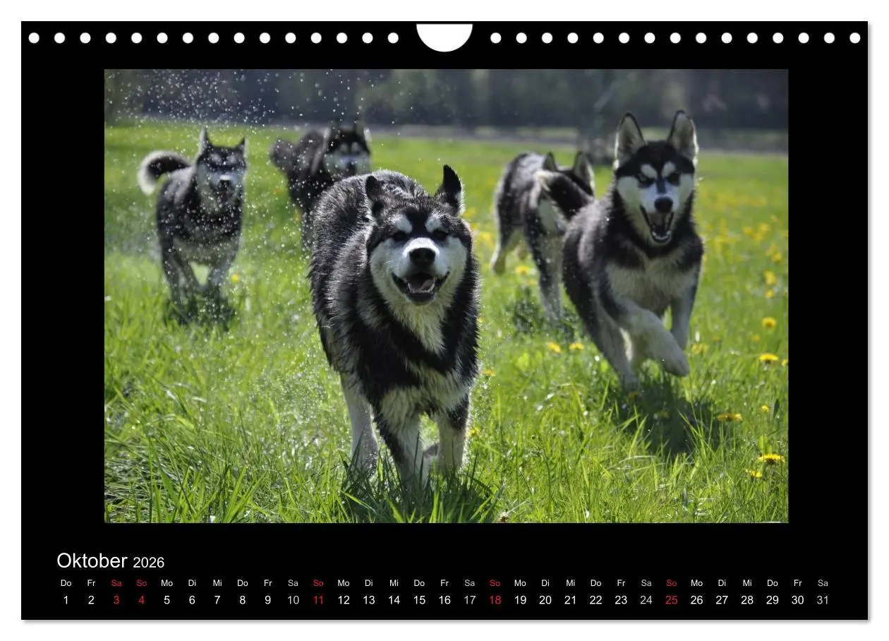 Bild: 9783516231571 | Husky-Kalender (Wandkalender 2026 DIN A4 quer), CALVENDO...