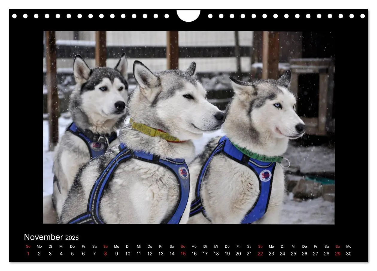 Bild: 9783516231571 | Husky-Kalender (Wandkalender 2026 DIN A4 quer), CALVENDO...