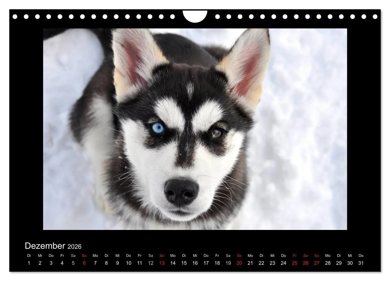 Bild: 9783516231571 | Husky-Kalender (Wandkalender 2026 DIN A4 quer), CALVENDO...