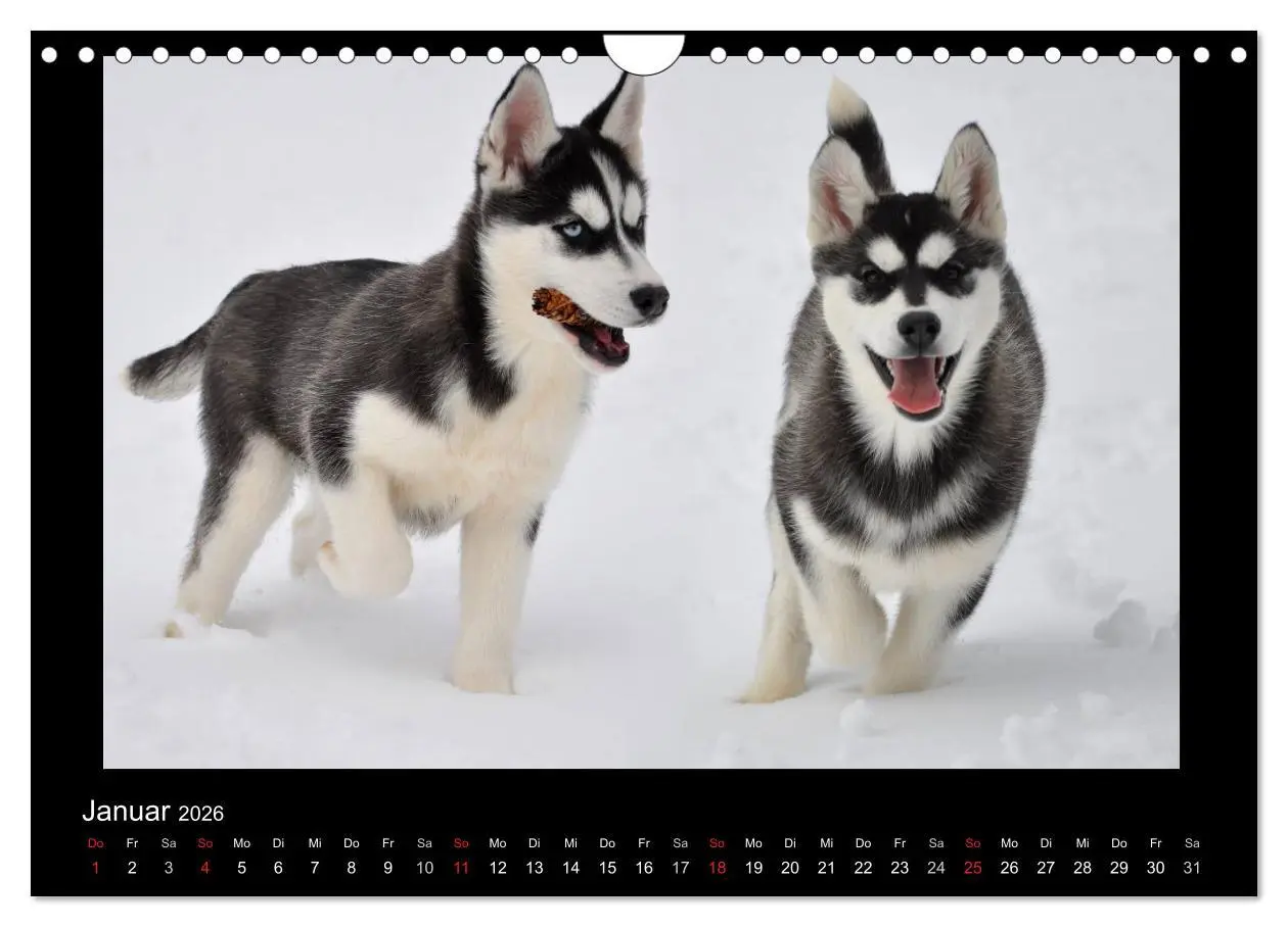Bild: 9783516231571 | Husky-Kalender (Wandkalender 2026 DIN A4 quer), CALVENDO...