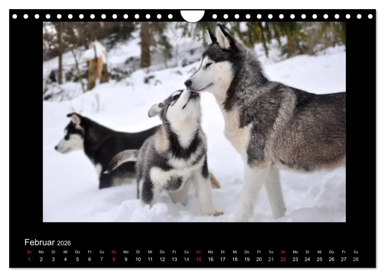 Bild: 9783516231571 | Husky-Kalender (Wandkalender 2026 DIN A4 quer), CALVENDO...