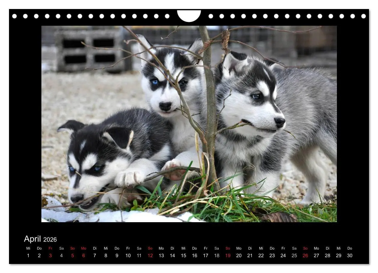 Bild: 9783516231571 | Husky-Kalender (Wandkalender 2026 DIN A4 quer), CALVENDO...