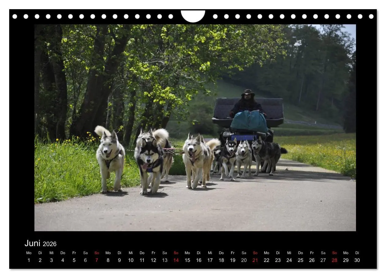 Bild: 9783516231571 | Husky-Kalender (Wandkalender 2026 DIN A4 quer), CALVENDO...