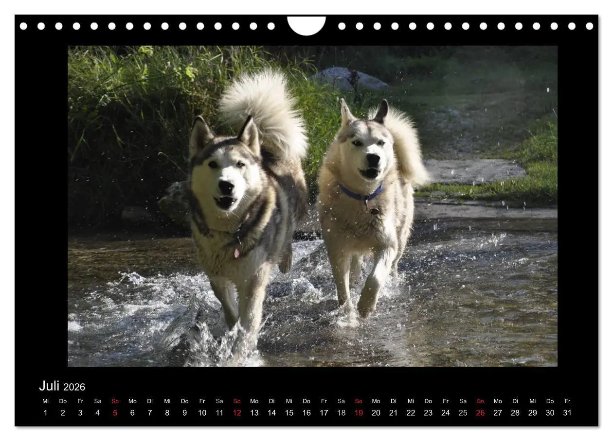 Bild: 9783516231571 | Husky-Kalender (Wandkalender 2026 DIN A4 quer), CALVENDO...
