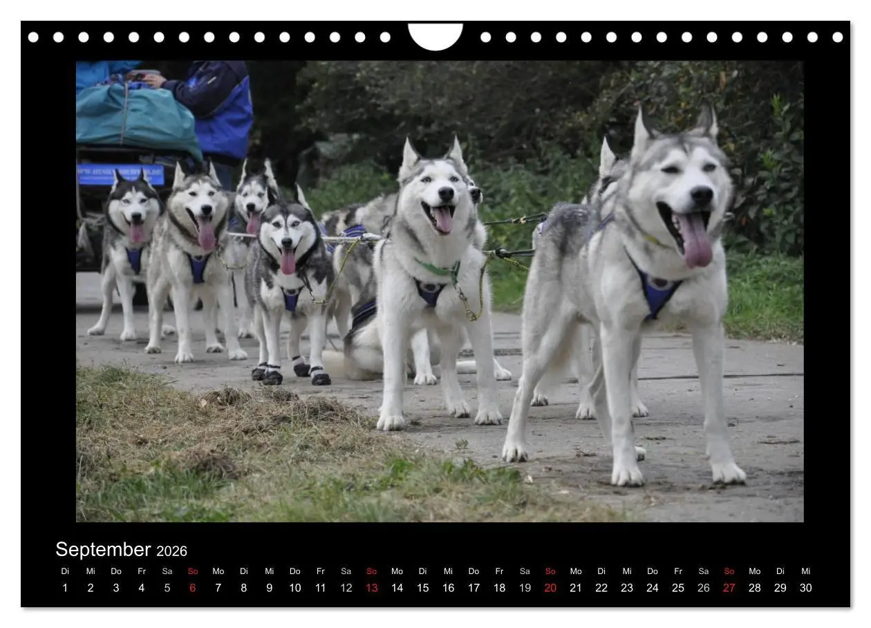 Bild: 9783516231571 | Husky-Kalender (Wandkalender 2026 DIN A4 quer), CALVENDO...