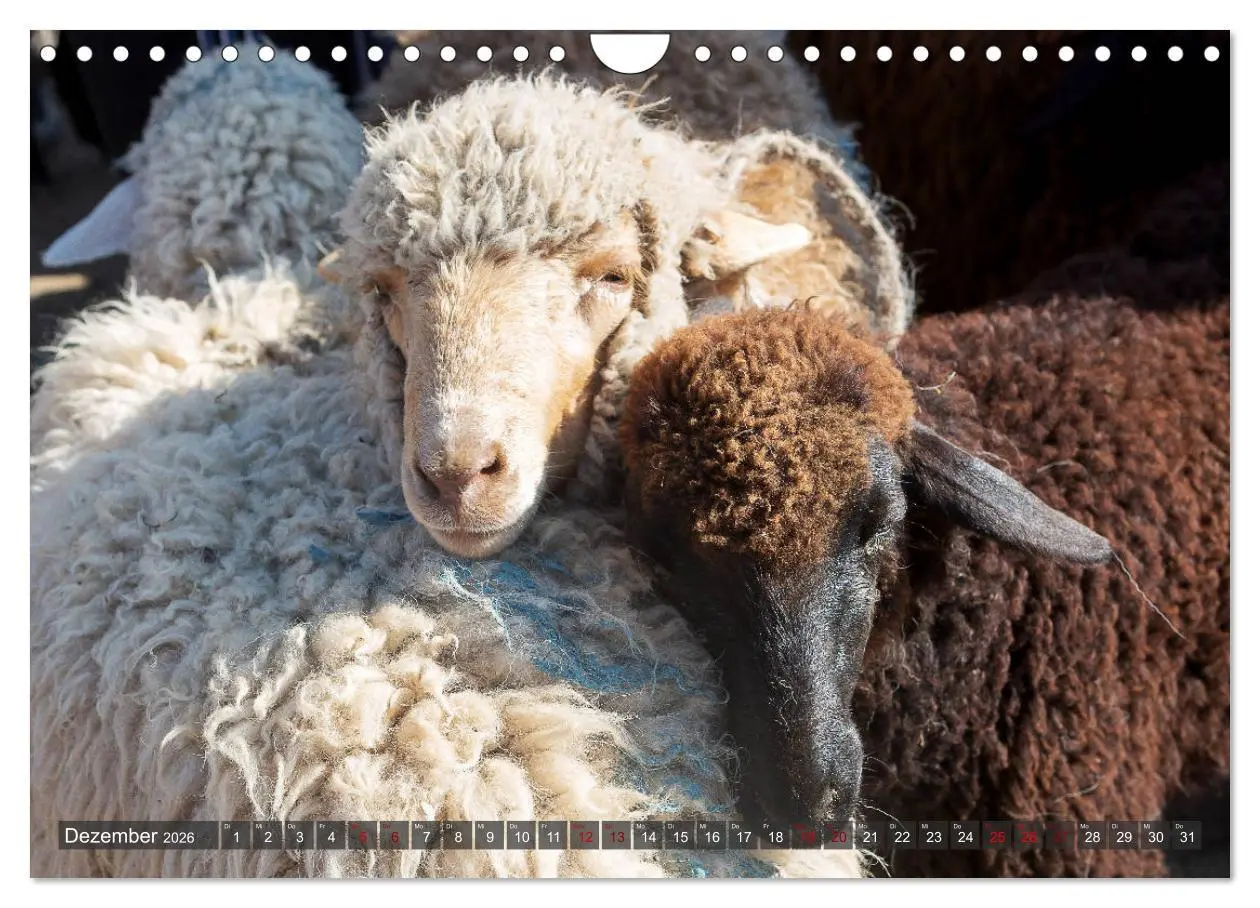 Bild: 9783457751671 | Kasachstan und Kirgistan (Wandkalender 2026 DIN A4 quer), CALVENDO...