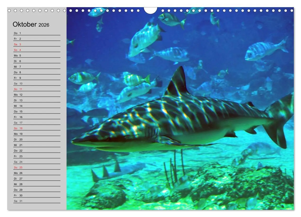 Bild: 9783457991671 | Haie (Wandkalender 2026 DIN A3 quer), CALVENDO Monatskalender | 2026