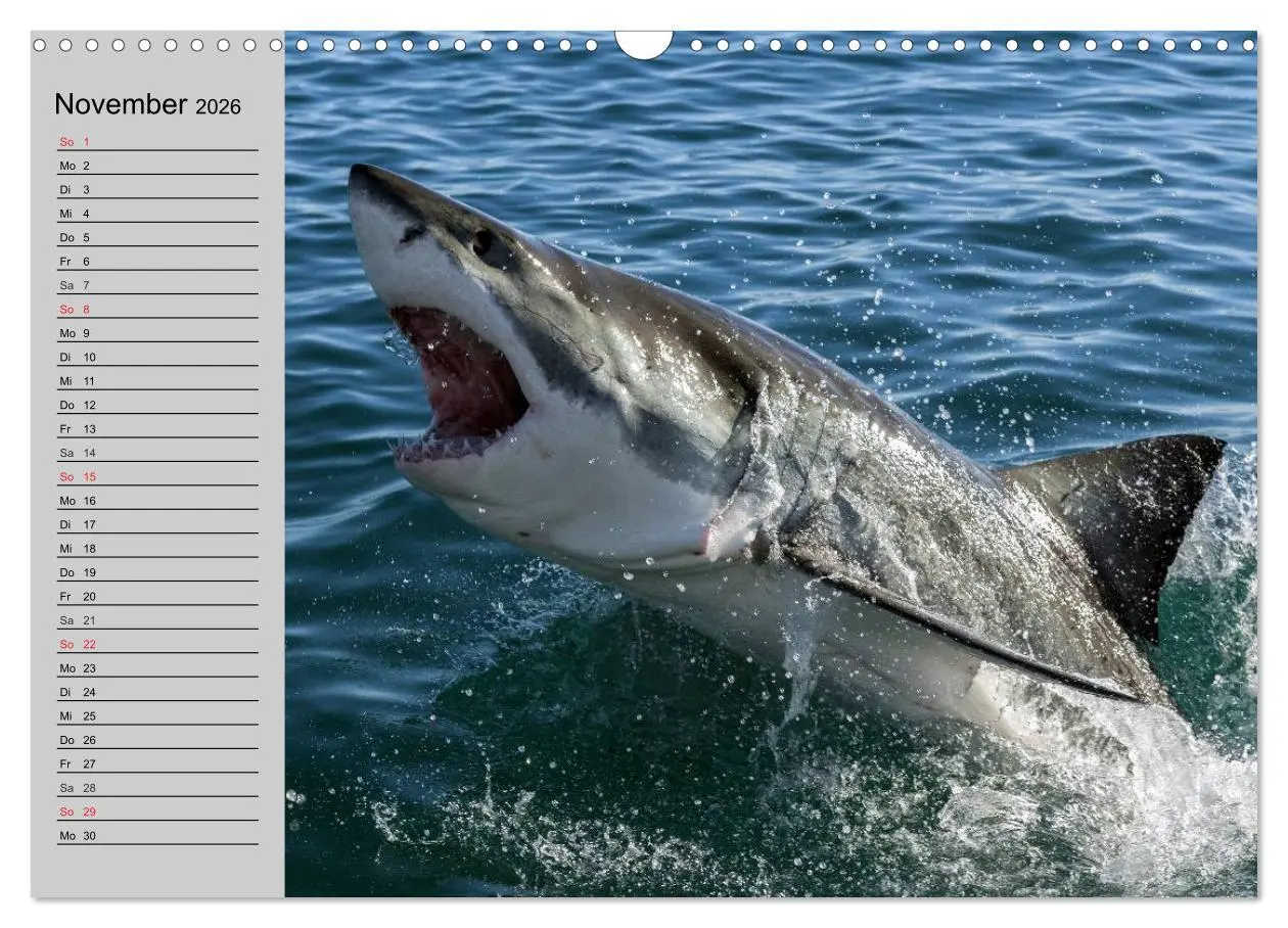 Bild: 9783457991671 | Haie (Wandkalender 2026 DIN A3 quer), CALVENDO Monatskalender | 2026