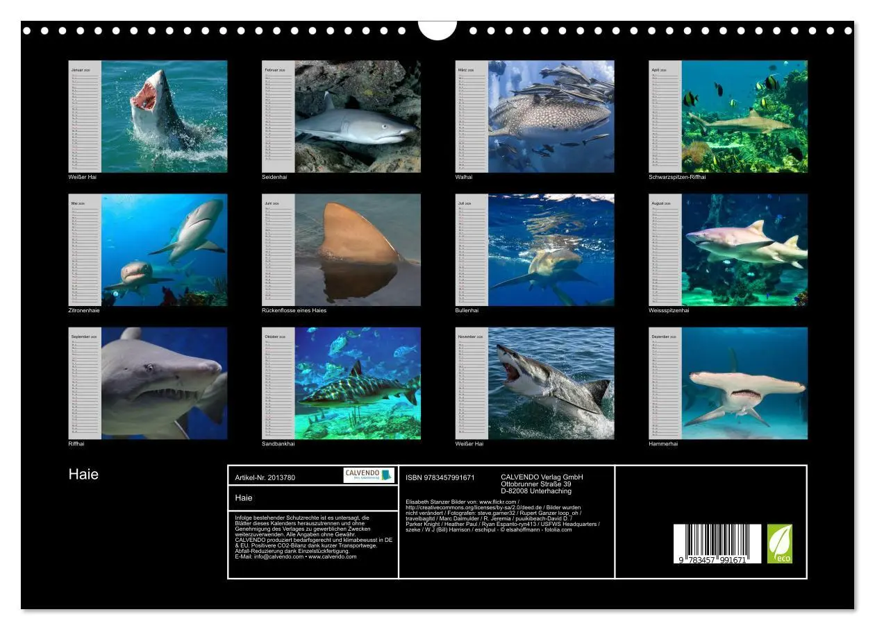 Bild: 9783457991671 | Haie (Wandkalender 2026 DIN A3 quer), CALVENDO Monatskalender | 2026