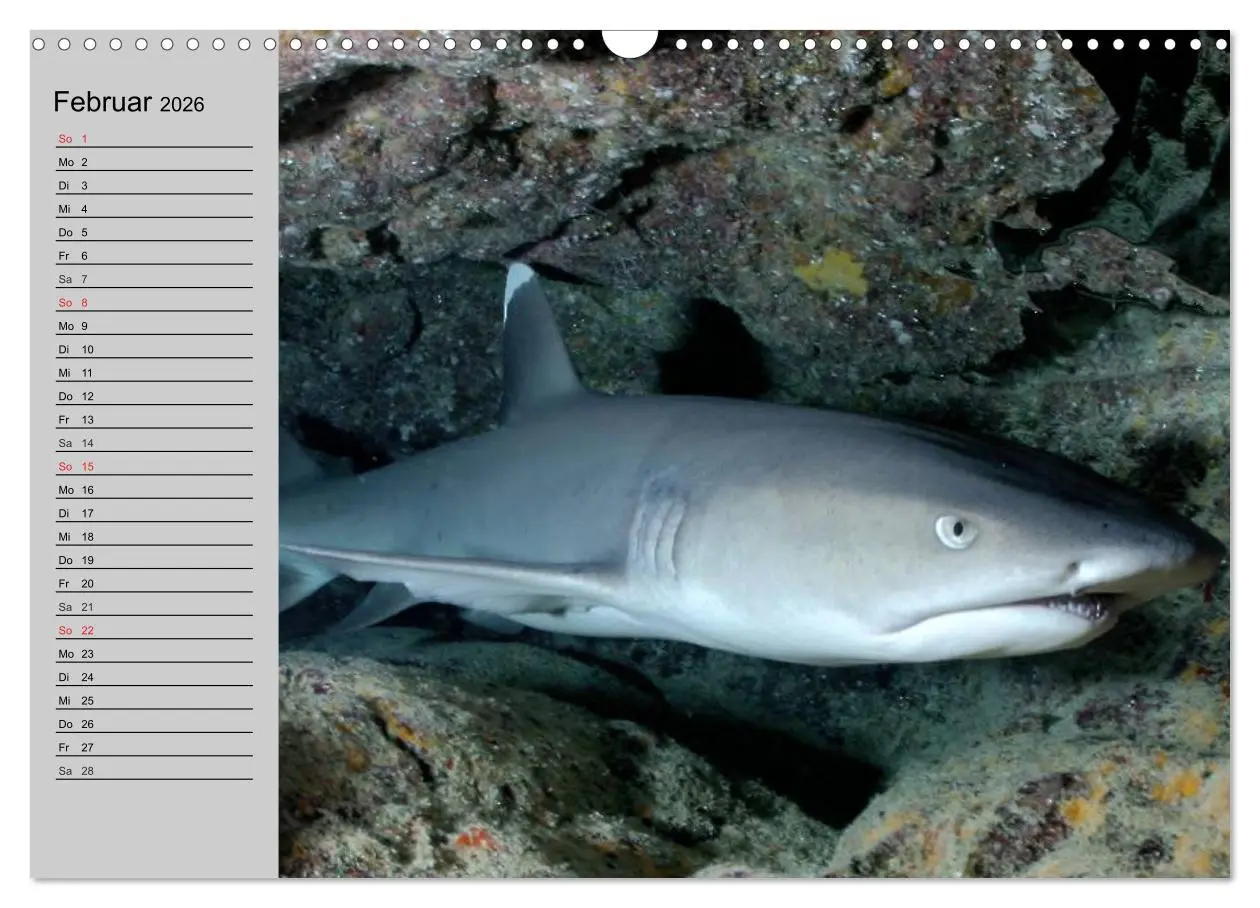Bild: 9783457991671 | Haie (Wandkalender 2026 DIN A3 quer), CALVENDO Monatskalender | 2026