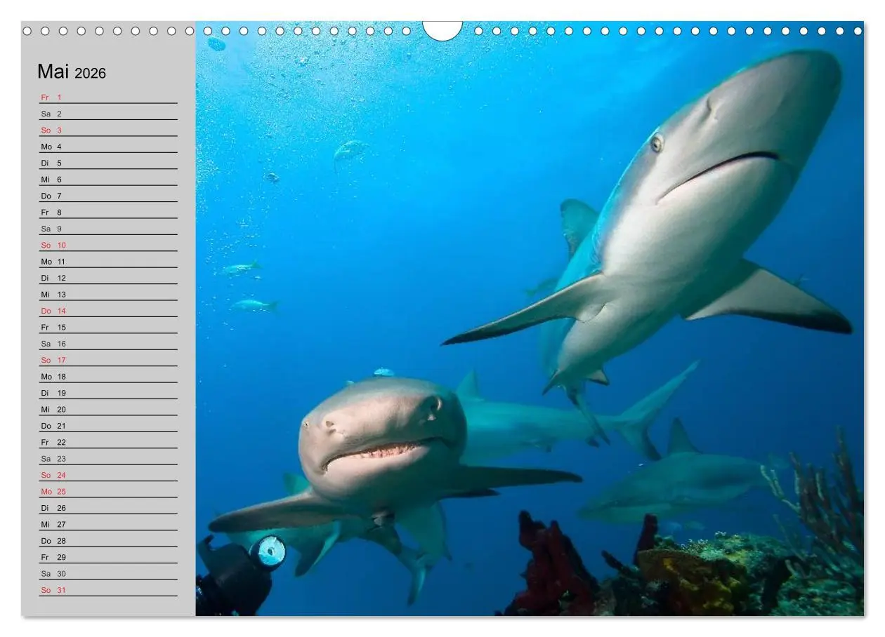 Bild: 9783457991671 | Haie (Wandkalender 2026 DIN A3 quer), CALVENDO Monatskalender | 2026