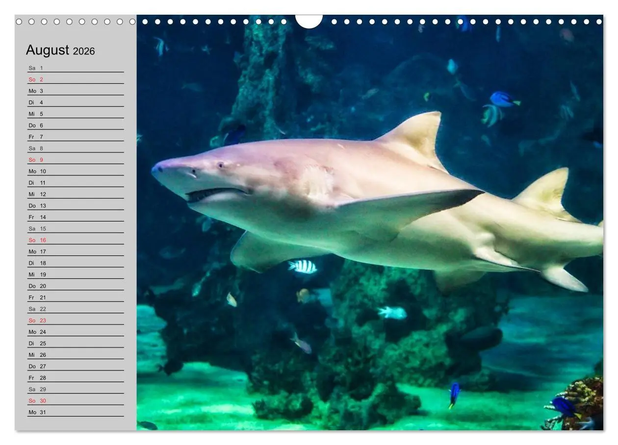 Bild: 9783457991671 | Haie (Wandkalender 2026 DIN A3 quer), CALVENDO Monatskalender | 2026
