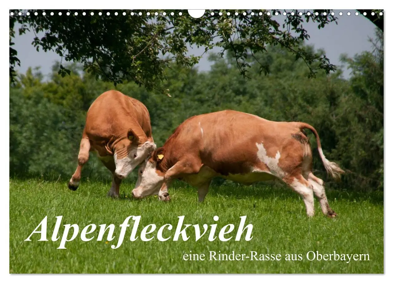 Cover: 9783516221671 | Alpenfleckvieh (Wandkalender 2026 DIN A3 quer), CALVENDO...