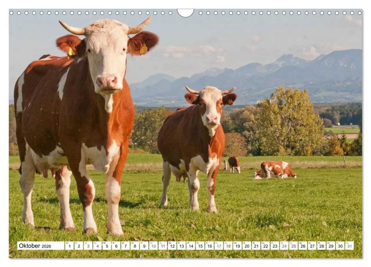 Bild: 9783516221671 | Alpenfleckvieh (Wandkalender 2026 DIN A3 quer), CALVENDO...