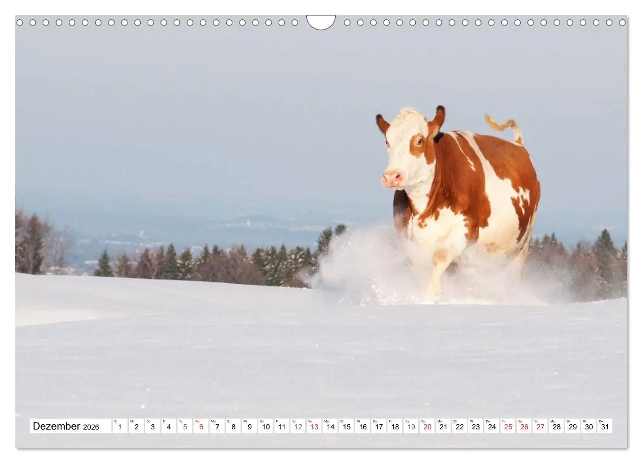 Bild: 9783516221671 | Alpenfleckvieh (Wandkalender 2026 DIN A3 quer), CALVENDO...